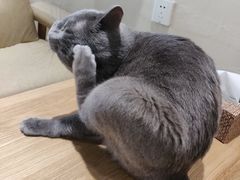 -藏猫猫咖啡主题馆(中央大道店)