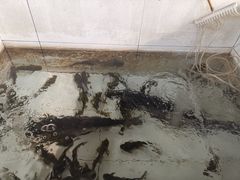 -金台阶鱼馆(于桥水库店)
