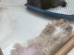 -帕帕拉兹宠物(亚洲旗舰店)