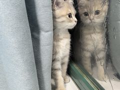 -瑞派·关忠动物医院·猫专科·犬专科(三环新城店)