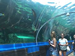 -悉尼海洋生物水族馆