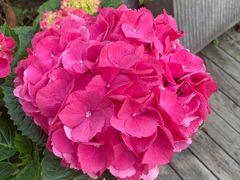 -丫口花园餐厅·融合菜
