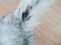 -客栈猫舍(中央北路店)