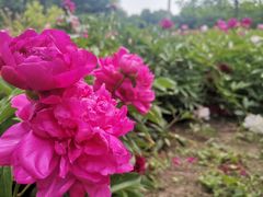 -黑龙江省森林植物园