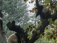 -都江堰中华大熊猫苑