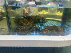 -大众海鲜(巨龙北路店)