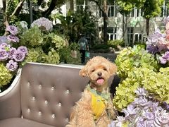 -J Create城市露营咖啡·简餐·宠物(上海动物园店)