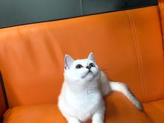 -lincat·猫舍(广州店)