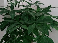 -悦享采耳·洗头头疗·推拿SPA(杭州店)