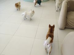 -怪兽屋·羊驼·猫咖·狗咖(俊华广场店)