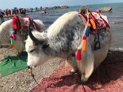 游乐设施-青海湖国家重点风景名胜区