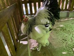 -萌宠奇缘