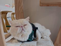 -More Fun猫咖 二十只万元加菲主题