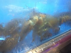 龙虾-盒马鲜生(大成店)