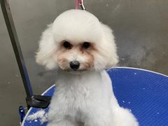 -PETKIT小佩宠物·低压洗护(国顺东路店)