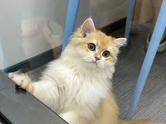 -pd派德宠物中心医院24H急重症·眼科中心·血液透析中心(嵩山北路店)