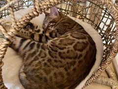 -猫腻·猫咖·撸猫馆(星光大道店)