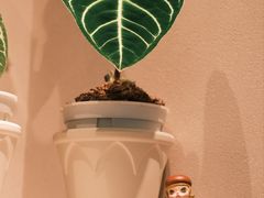 -Dogi&kiki Coffee(中心商务大厦店)