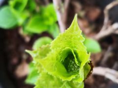 -海口骑楼小吃街