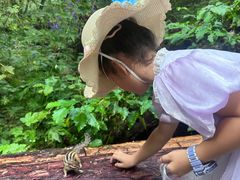 -五营红松林海景区