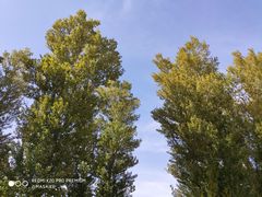 -金塔沙漠胡杨林景区