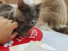 -COLOR PETS 撸猫馆·购猫·猫咖(长风大悦城店)