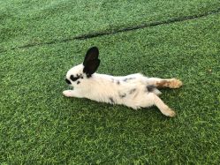 -萌宠亲子动物乐园(槐房万达店)