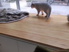 -李小姐の猫咖啡馆(五角场店)