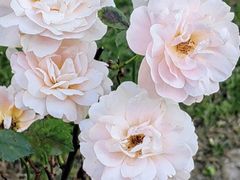 -常熟路(地铁站)