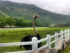 -瑞穗牧场