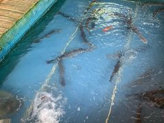 -鲤鱼塘农家山庄