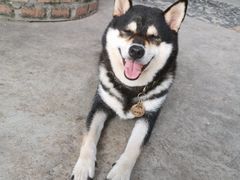 -柴犬高等学院·狗咖·柴犬售卖·宠物训练