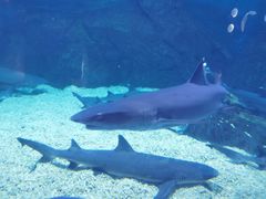 -烟台海昌鲸鲨海洋公园