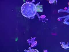 -石家庄极地海洋世界