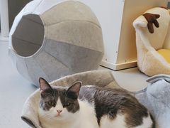 -Cappucimeow猫咪咖啡馆(韦伯时代店)