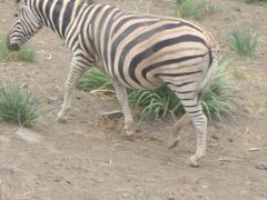 -新疆天山野生动物园