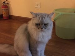 -猫友咖啡店(玉林西路店)