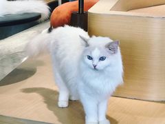 -瞄一喵猫咖(格力海岸店)