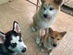 -喜柴咖啡·柴犬狗咖