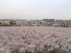 -明秦王墓遗址
