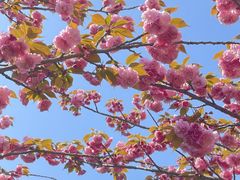 -高东镇樱花园
