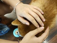 -豆柴町-柴犬主题狗咖(红鼎国际C座店)