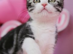 -翊宠yipet猫狗购宠庄园