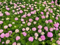 -上海滨江森林公园