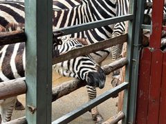 -泉州海丝野生动物世界