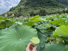 -靖西鹅泉风景区