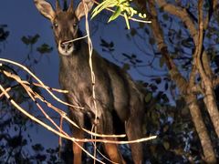 -清迈夜间动物园