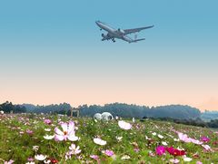 -空港花田景区