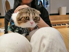 -啵啵喵·猫咖(攀华国际店)