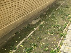 -三里屯东五街银杏大道